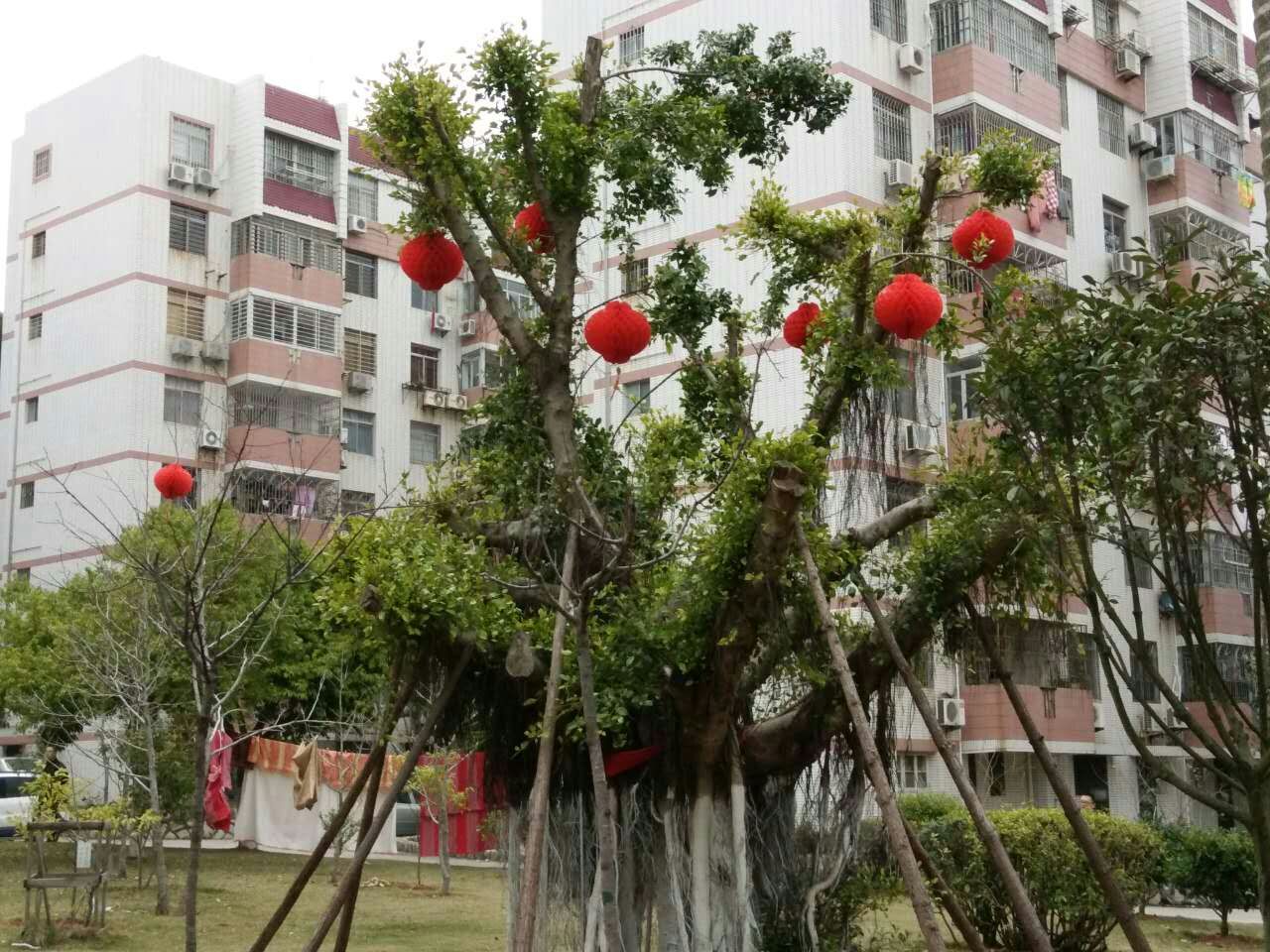 校内教工住宅区细妆点迎新年