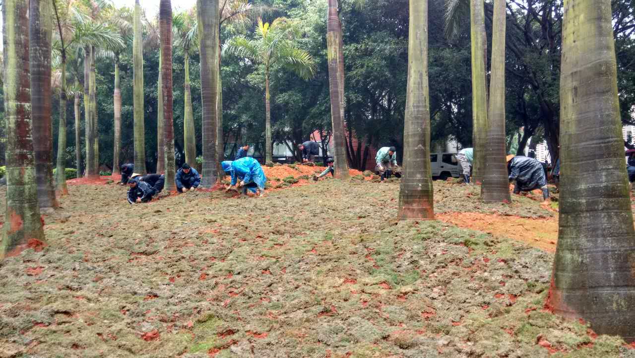 【喜迎校庆进行时】风雨无阻  备战校庆