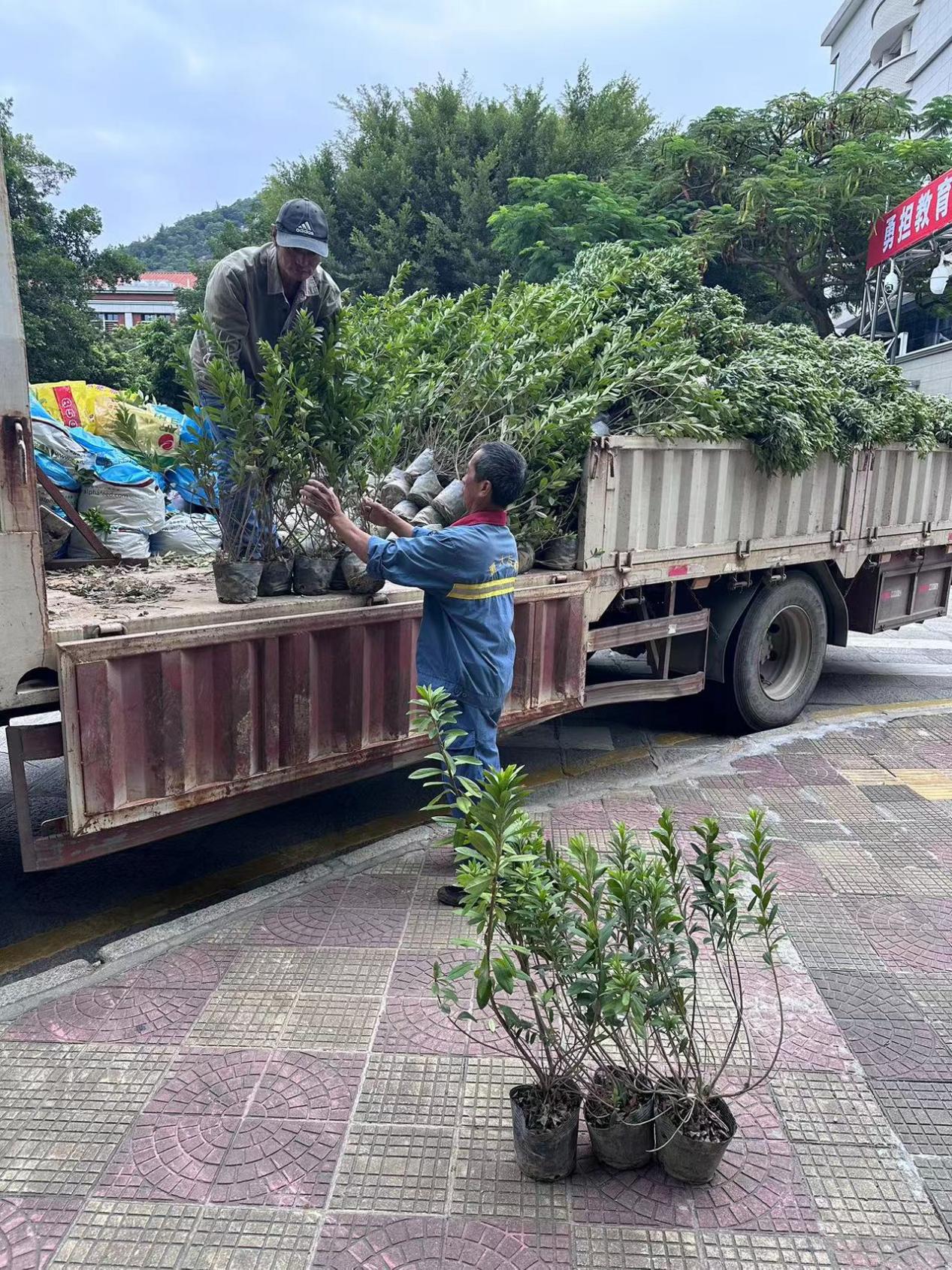 抓住秋季好时节，补植苗木添新绿