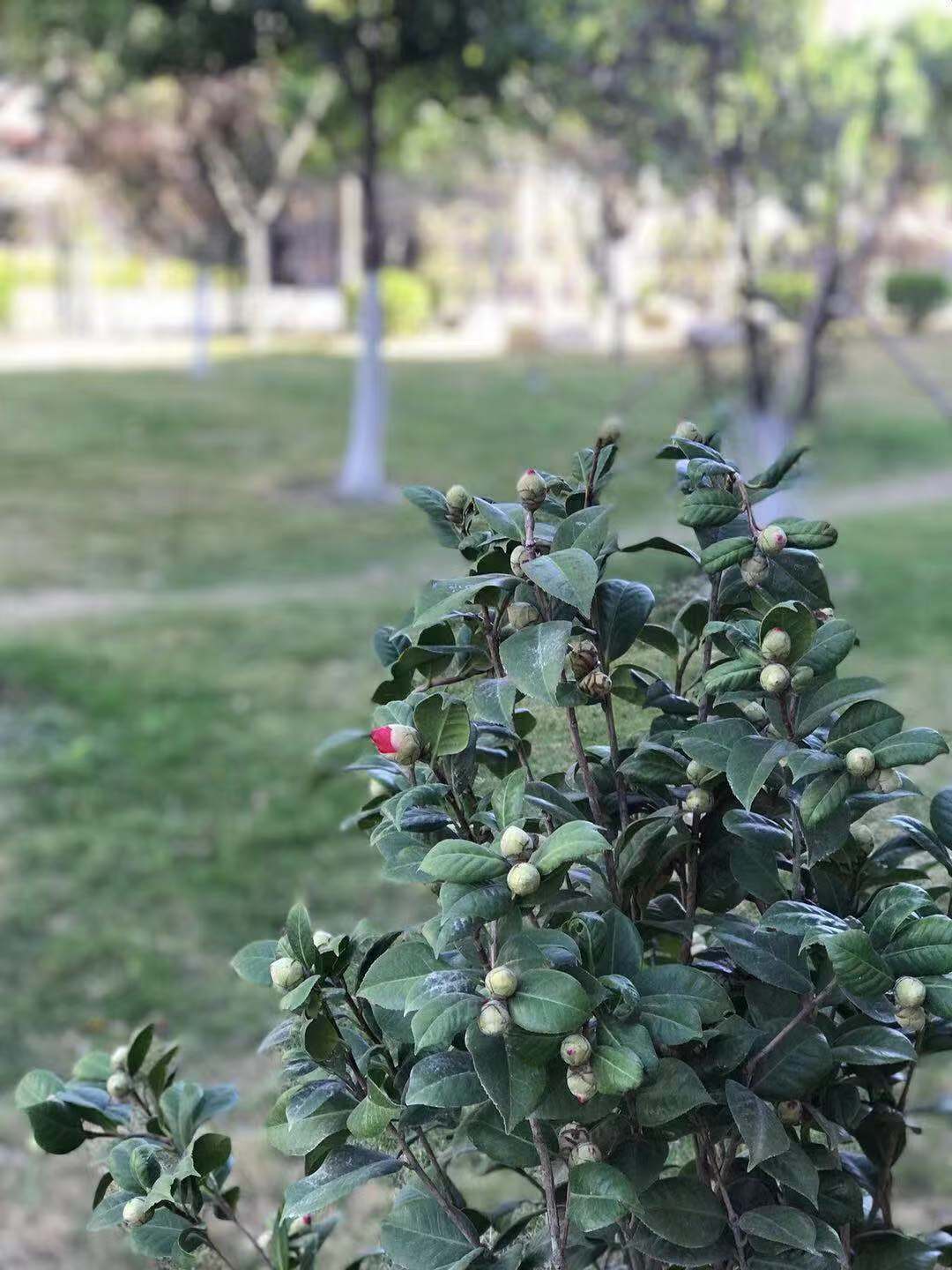 这个冬天，一起来翔安校区赏茶花